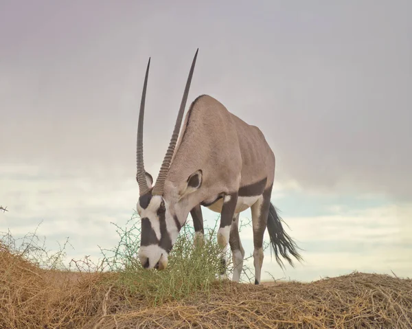 Oryx Namibia Afrika — Stockfoto