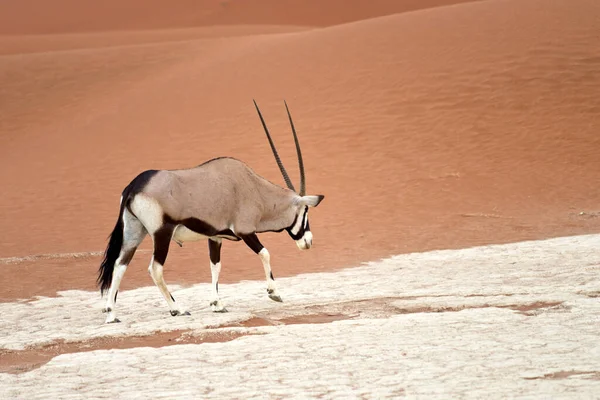Oryx Namibië Afrika — Stockfoto
