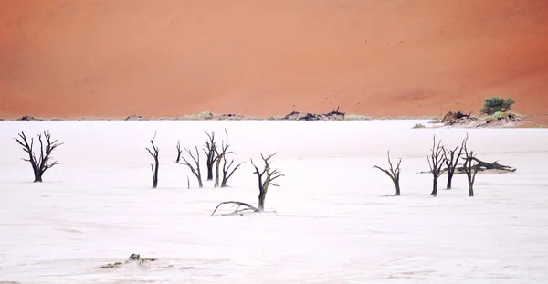 Sossusvlei Namibia Afryka — Zdjęcie stockowe