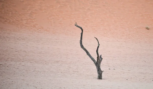 Suche Drzewo Przeciwko Czerwonym Wydmom Deadvlei Sossusvlei Park Narodowy Namib — Zdjęcie stockowe