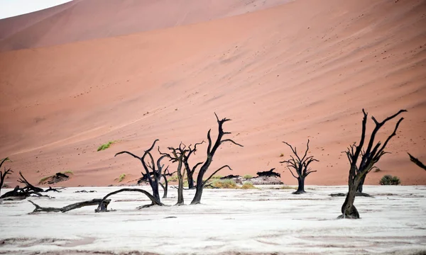 Árboles Secos Contra Dunas Rojas Deadvlei Sossusvlei Parque Nacional Namib —  Fotos de Stock