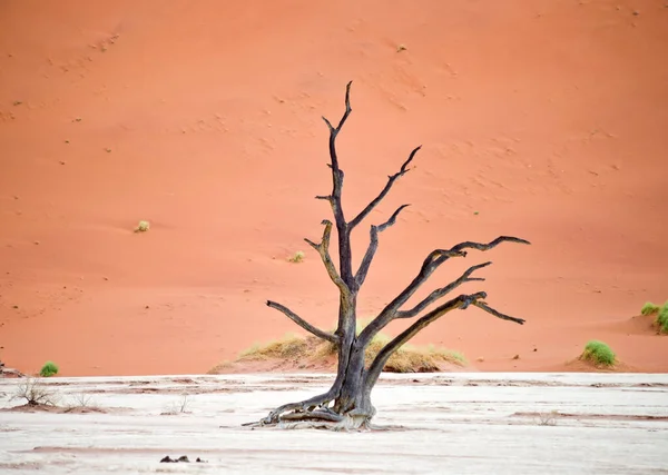 Suche Drzewa Przeciwko Czerwonym Wydmom Deadvlei Sossusvlei Park Narodowy Namib — Zdjęcie stockowe