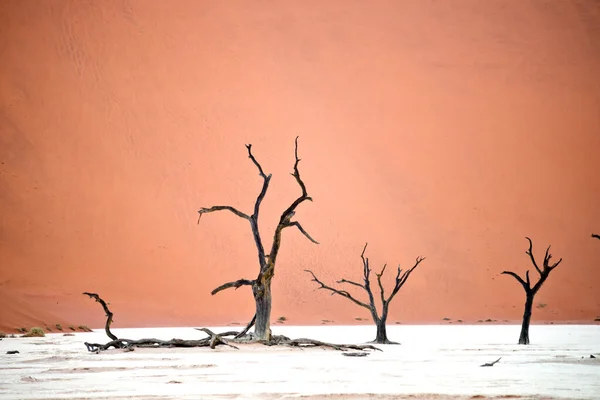 Árboles Secos Contra Dunas Rojas Deadvlei Sossusvlei Parque Nacional Namib —  Fotos de Stock