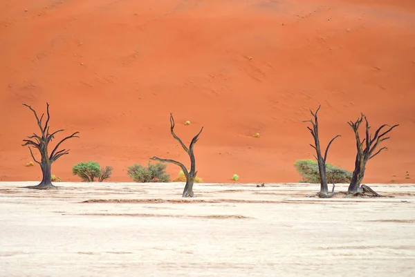 Сухі Дерева Проти Червоних Дюн Девадлей Соссуфлей Національний Парк Наміб — стокове фото