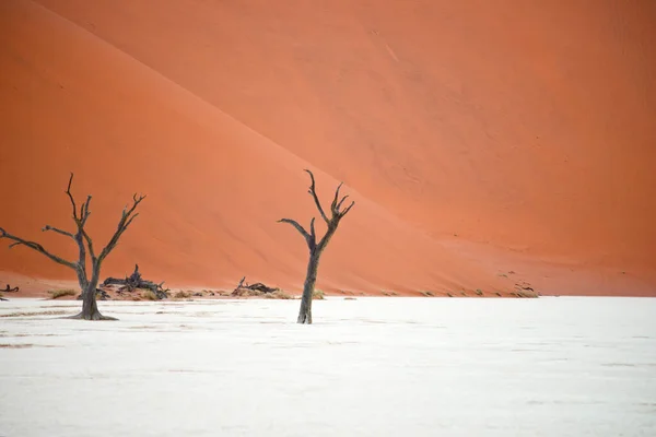 Suche Drzewa Przeciwko Czerwonym Wydmom Deadvlei Sossusvlei Park Narodowy Namib — Zdjęcie stockowe