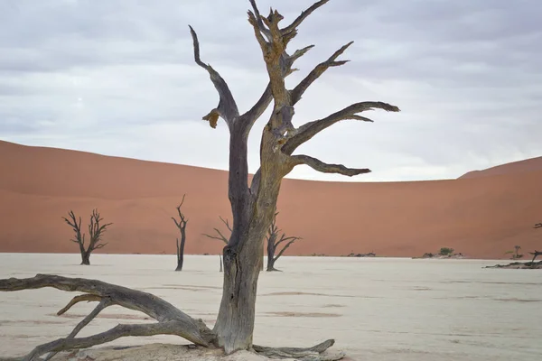 Ξηρά Δέντρα Εναντίον Κόκκινων Αμμόλοφων Στο Deadvlei Sossusvlei Εθνικό Πάρκο — Φωτογραφία Αρχείου
