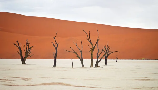 Suche Drzewa Przeciwko Czerwonym Wydmom Deadvlei Sossusvlei Park Narodowy Namib — Zdjęcie stockowe