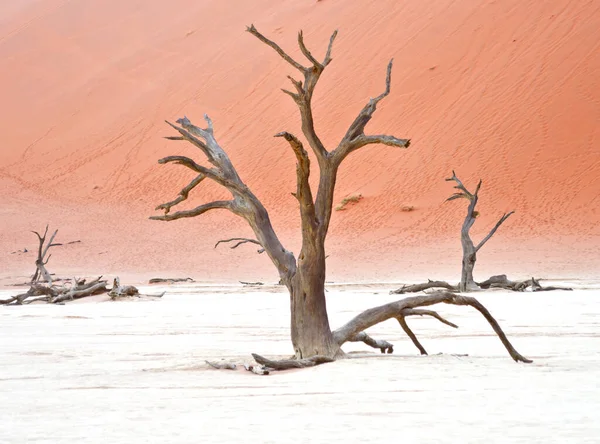 Árboles Secos Contra Dunas Rojas Deadvlei Sossusvlei Parque Nacional Namib — Foto de Stock