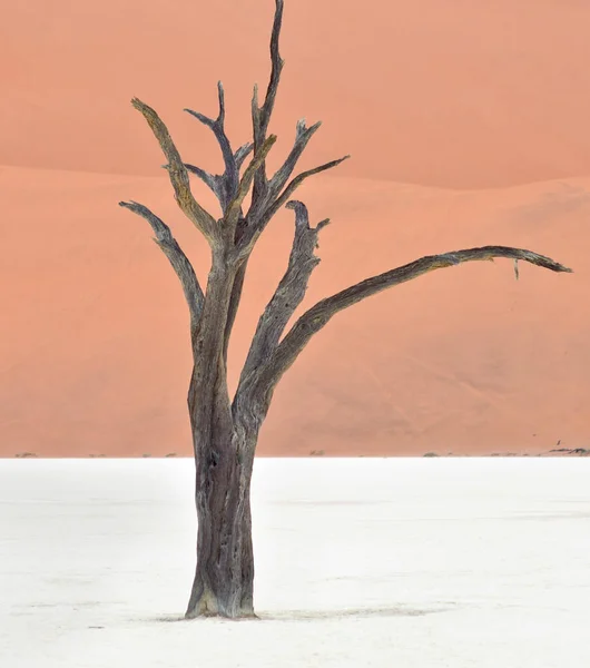 Árboles Secos Contra Dunas Rojas Deadvlei Sossusvlei Parque Nacional Namib — Foto de Stock