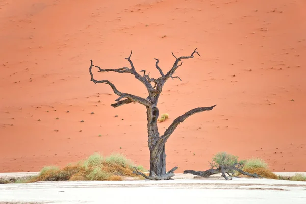 Deadvlei Sossusvlei Deki Kırmızı Kumullara Karşı Kuru Ağaçlar Namib Naukluft — Stok fotoğraf