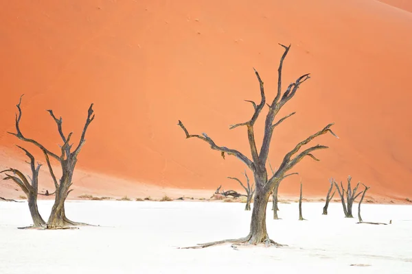 Árboles Secos Contra Dunas Rojas Deadvlei Sossusvlei Parque Nacional Namib — Foto de Stock