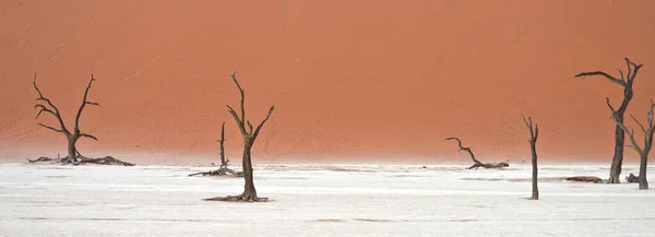 Сухие Деревья Против Красных Дюн Дедлэй Соссусвлеи Национальный Парк Намиб — стоковое фото