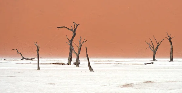 Árvores Secas Contra Dunas Vermelhas Deadvlei Sossusvlei Namib Naukluft National — Fotografia de Stock