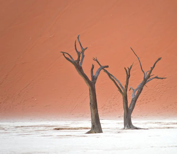 Árboles Secos Contra Dunas Rojas Deadvlei Sossusvlei Parque Nacional Namib — Foto de Stock