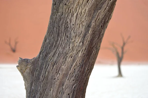 Árvores Secas Contra Dunas Vermelhas Deadvlei Sossusvlei Namib Naukluft National — Fotografia de Stock