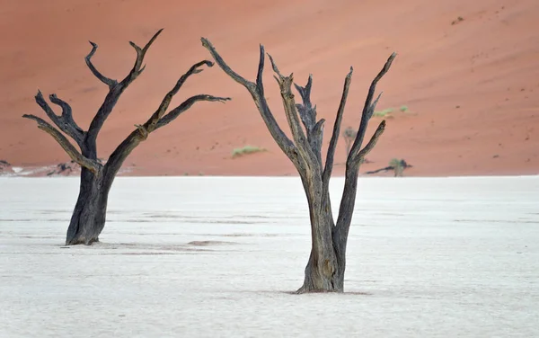 Árboles Secos Contra Dunas Rojas Deadvlei Sossusvlei Parque Nacional Namib — Foto de Stock