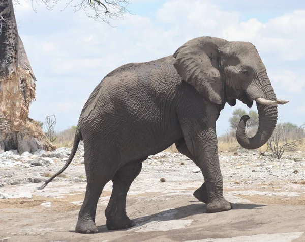 Gros Éléphant Afrique — Photo