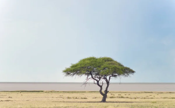 Akasya Afrika Manzarası — Stok fotoğraf