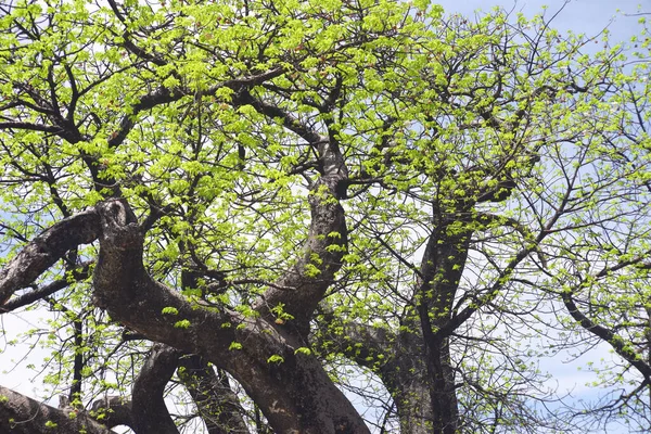 Baobab Fleuri Afrique — Photo