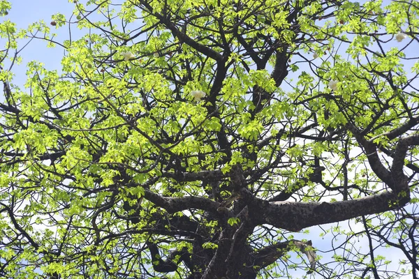 Kvetoucí Baobab Africe — Stock fotografie