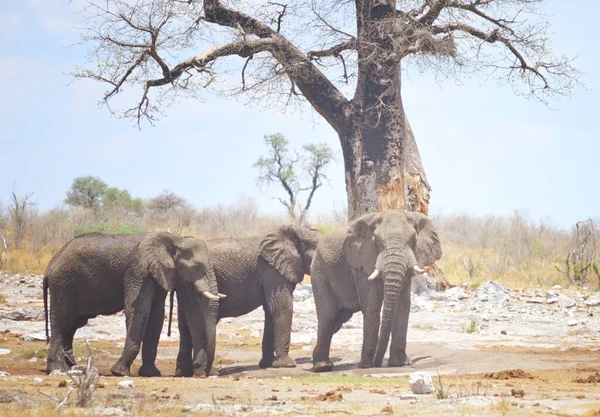 Три Слони Африці — стокове фото