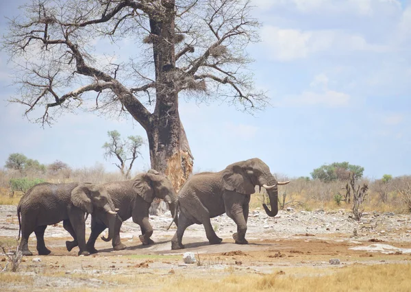 Три Слони Африці — стокове фото