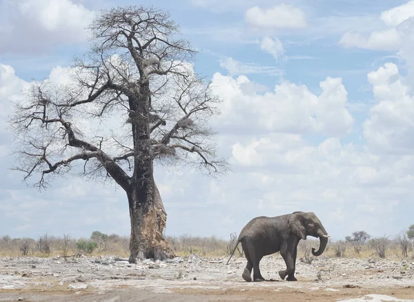 elephant in wild Africa