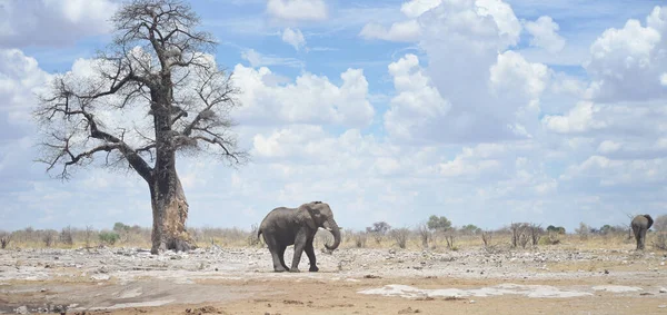 Elefante África Salvaje — Foto de Stock