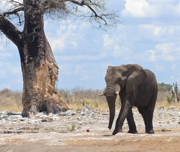 Слон Африці — стокове фото