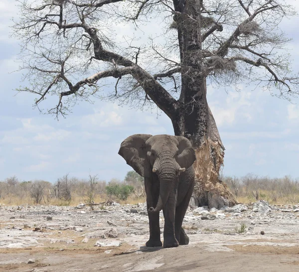 Великий Слон Африці — стокове фото