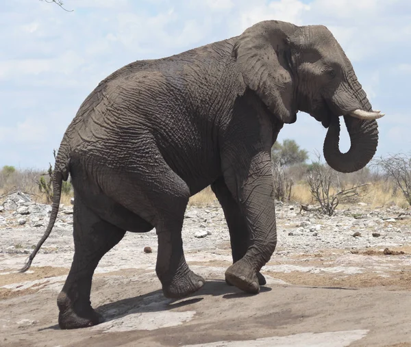 Großer Elefant Afrika — Stockfoto