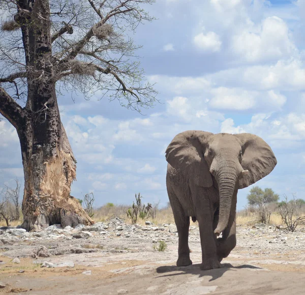 Ελέφαντας Στην Άγρια Αφρική — Φωτογραφία Αρχείου