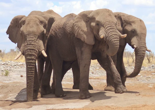 Elephant Wild Africa — Stock Photo, Image