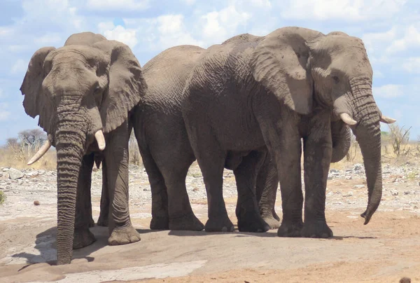 Elefante África Selvagem — Fotografia de Stock