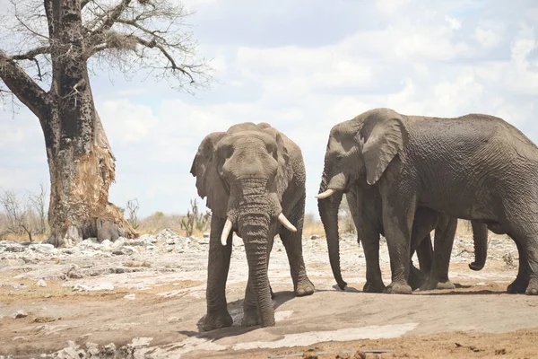 Ελέφαντας Στην Άγρια Αφρική — Φωτογραφία Αρχείου