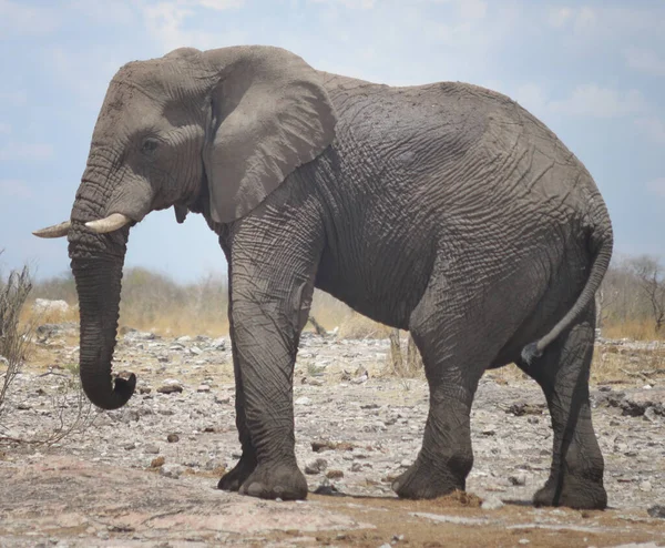 Elefante Nell Africa Selvaggia — Foto Stock