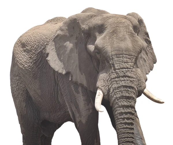 Ελέφαντας Απομονωμένος Λευκό Φόντο — Φωτογραφία Αρχείου