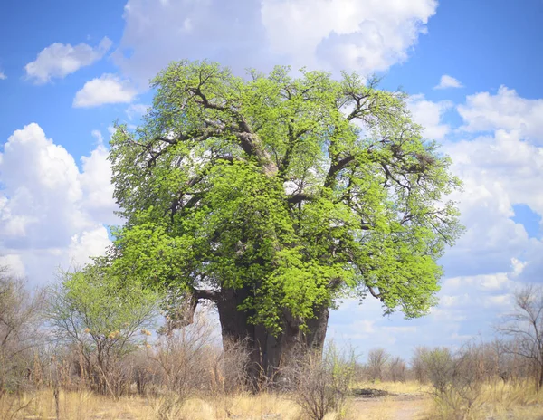 Blommande Baobab Afrika — Stockfoto