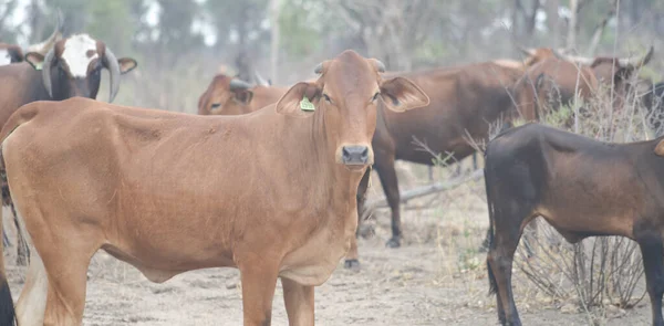 Стадо Коров Африке — стоковое фото