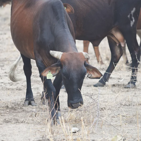 Herd Cows Africa — Stock Photo, Image