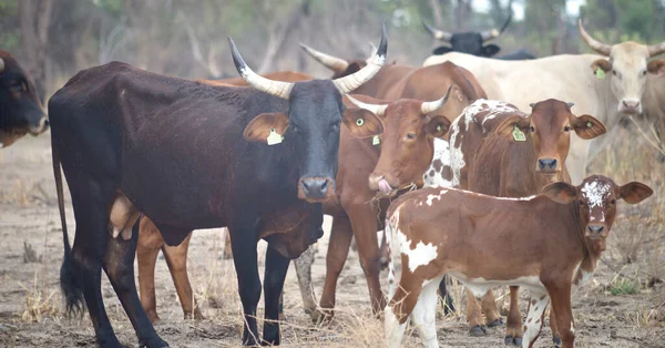 Стадо Коров Африке — стоковое фото