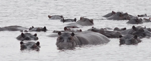 Hippos Leke — Stock Photo, Image