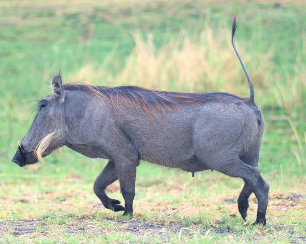Warthog África Selvagem — Fotografia de Stock