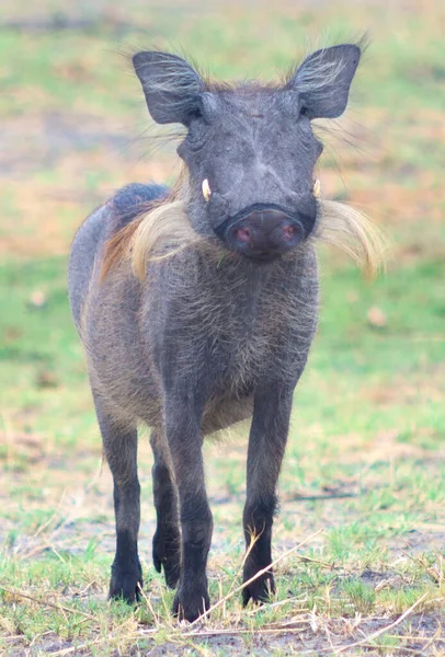 Warthog Národním Parku Afrika — Stock fotografie