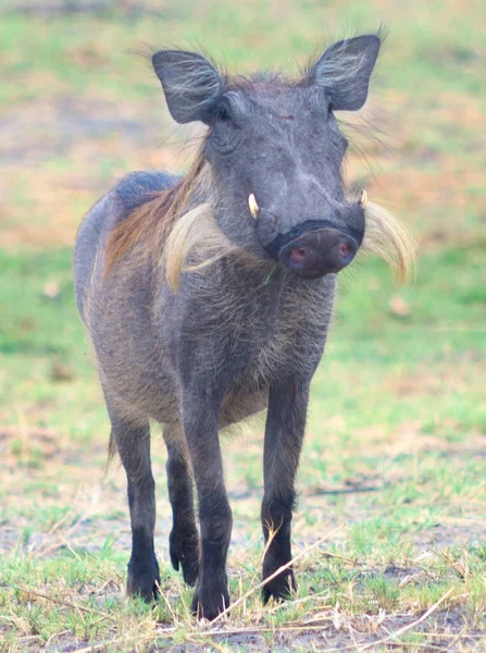 Warthog Národním Parku Afrika — Stock fotografie