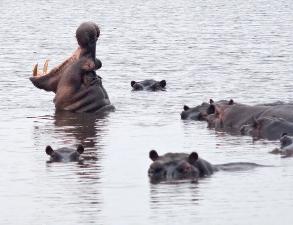 Hipopótamos Lago África — Fotografia de Stock