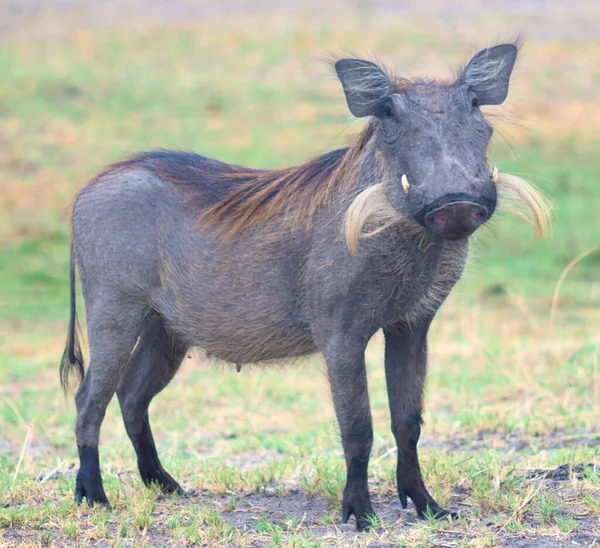 Warthog Namibia África — Foto de Stock