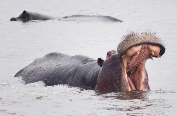 Hipopótamo Com Boca Aberta Água — Fotografia de Stock