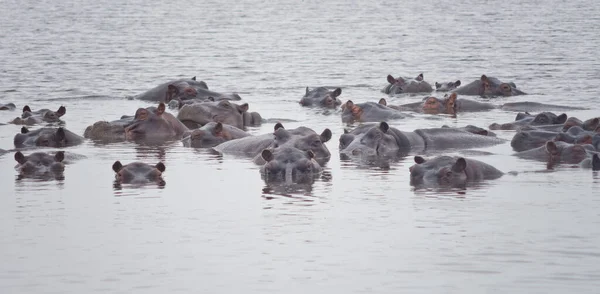 Flusspferde See Afrika — Stockfoto