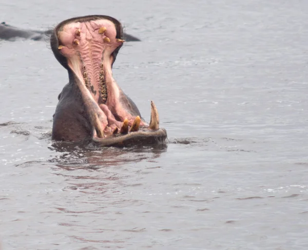 Hipopótamo Enojado Con Boca Abierta —  Fotos de Stock